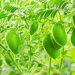Gram Crop: चने की ज्यादा पैदावार लेने के लिए फॉलो करें ये टिप्स