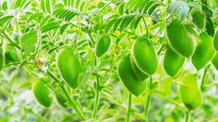 Gram Crop: चने की ज्यादा पैदावार लेने के लिए फॉलो करें ये टिप्स