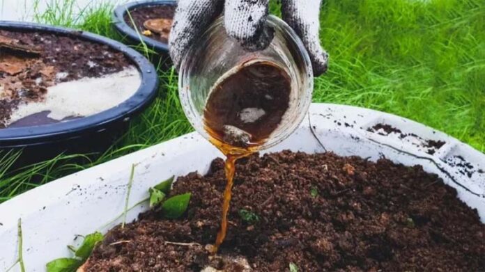 Liquid Compost: जानें रसोई के बचे पानी से कैसे बनाएं लिक्विड कम्पोस्ट Liquid Compost: जानें रसोई के बचे पानी से कैसे बनाएं लिक्विड कम्पोस्ट