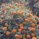 Marigold Farming: जानें गेंदे की फसल को अल्टरनेरिया रोग से बचाने के उपाय