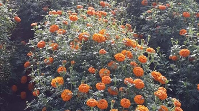 Marigold Farming: जानें गेंदे की फसल को अल्टरनेरिया रोग से बचाने के उपाय