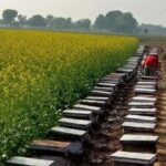 Mustard Cultivation With Bee: जानें मधुमक्खियों की मदद से सरसों की पैदावार बढ़ाने के टिप्स
