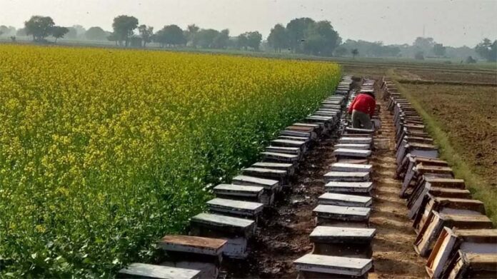 Mustard Cultivation With Bee: जानें मधुमक्खियों की मदद से सरसों की पैदावार बढ़ाने के टिप्स