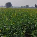 Mustard Farming: जानें सरसों की बुआई का सही समय