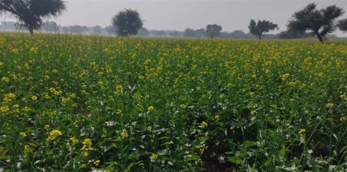 Mustard Farming: जानें सरसों की बुआई का सही समय