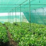 Net House Farming: जानें नेट हाउस में खेती के फायदें