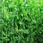 Pea Farming: अक्टूबर में मटर की इन अगेती किस्मों की करें खेती
