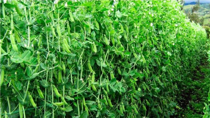 Pea Farming: अक्टूबर में मटर की इन अगेती किस्मों की करें खेती