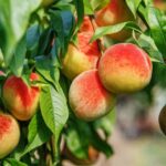 Peach Tree Care: जानें सर्दी के मौसम में आड़ू के पेड़ों को बचाने के टिप्स