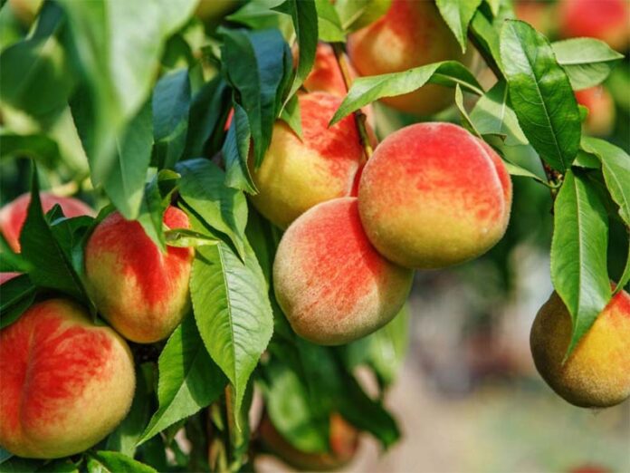 Peach Tree Care: जानें सर्दी के मौसम में आड़ू के पेड़ों को बचाने के टिप्स