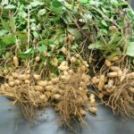 Peanut Cultivation: उपज और तेल की मात्रा बढ़ाने के लिए मूंगफली की सही समय पर कटाई जरूरी