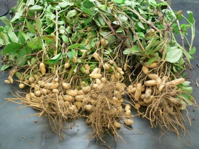 Peanut Cultivation: उपज और तेल की मात्रा बढ़ाने के लिए मूंगफली की सही समय पर कटाई जरूरी