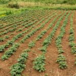 Rabi Season Crops Without Water: रबी सीजन में उगाई जाने वाली ये 4 फसलें बिना पानी के होती हैं तैयार