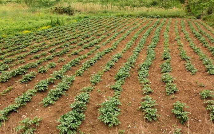 Rabi Season Crops Without Water: रबी सीजन में उगाई जाने वाली ये 4 फसलें बिना पानी के होती हैं तैयार