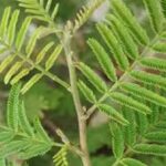 Shami Plant Upaay: दशहरे पर लगाएं घर में लगाए शमी का पौधा