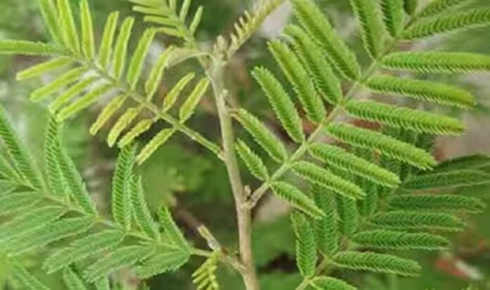 Shami Plant Upaay: दशहरे पर लगाएं घर में लगाए शमी का पौधा