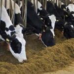 Stubble Management: पराली से पशुओं के लिए बनाएं पौष्टिक आहार
