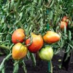 Tomato Wilt Disease: जानें टमाटर की फसल को विल्ट रोग से बचाने के उपाय