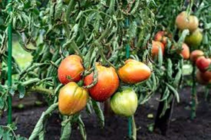 Tomato Wilt Disease: जानें टमाटर की फसल को विल्ट रोग से बचाने के उपाय