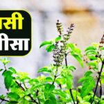 Kartik Month: कार्तिक माह में रोजाना करें इस चालीसा का पाठ