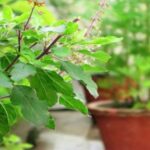 Tulsi Plant Care Tips: ठंड में भी हरा-भरा रहेगा तुलसी का पौधा, करें ये आसान से उपाय