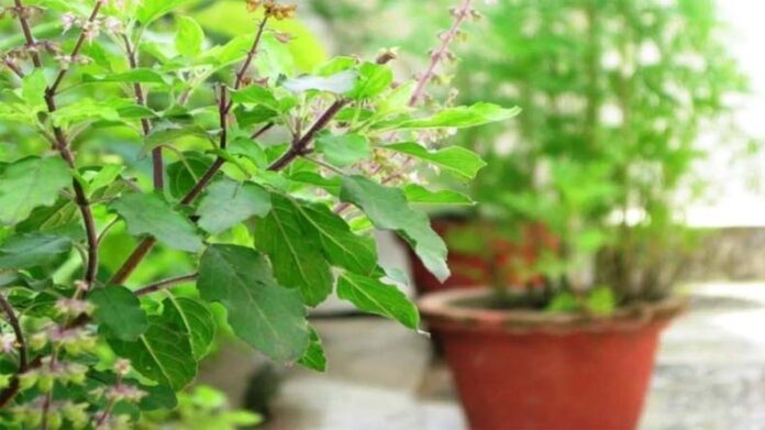 Tulsi Plant Care Tips: ठंड में भी हरा-भरा रहेगा तुलसी का पौधा, करें ये आसान से उपाय
