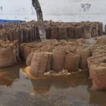 Unseasonal rain in Indri soaked paddy in the market, causing losses worth lakhs
