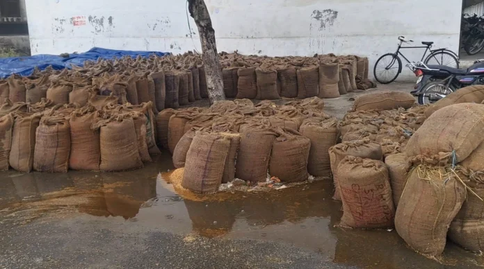 Unseasonal rain in Indri soaked paddy in the market, causing losses worth lakhs