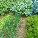 Vegetable Farming Tips: नवंबर महीने में सब्जी उगाने वाले किसान इन बातों का रखें ध्यान