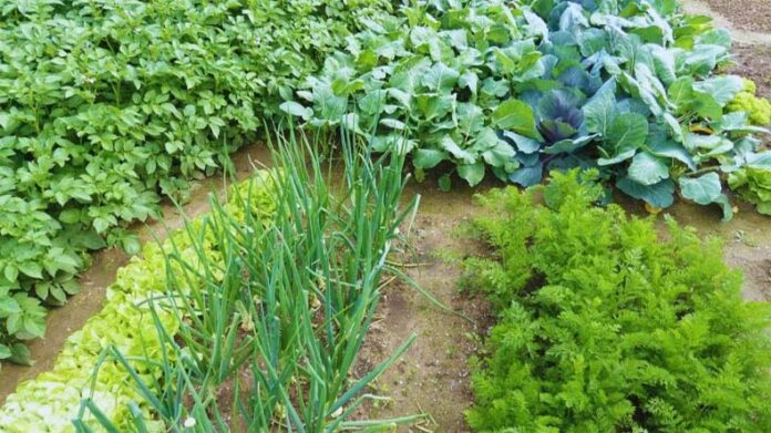 Vegetable Farming Tips: नवंबर महीने में सब्जी उगाने वाले किसान इन बातों का रखें ध्यान Vegetable Farming Tips: नवंबर महीने में सब्जी उगाने वाले किसान इन बातों का रखें ध्यान