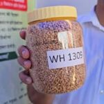 Wheat Variety: गर्मी में भी बेहतर उपज देगी गेहूं की ये नई किस्म