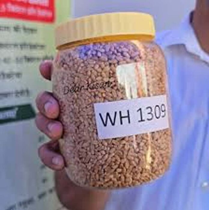 Wheat Variety: गर्मी में भी बेहतर उपज देगी गेहूं की ये नई किस्म