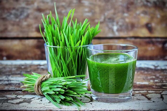 Wheat Grass: किसानों की पंसद बना गेहूं घास, कम लागत में ज्यादा कमाई