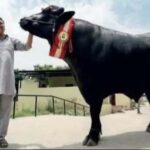 Yuvraj Buffalo Death: कुरुक्षेत्र के 9 करोड़ के झोटे ‘युवराज’ की मौत