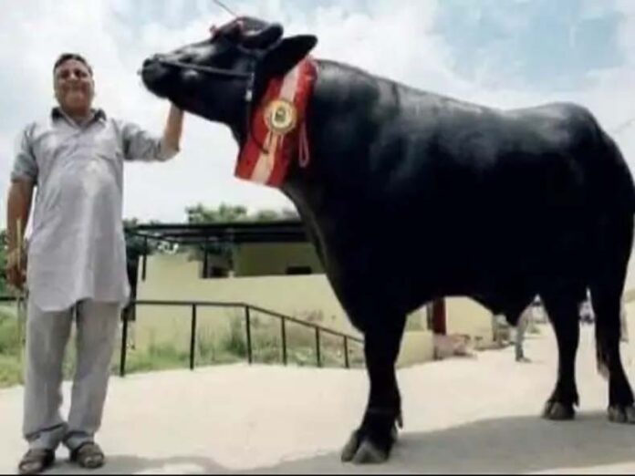 Yuvraj Buffalo Death: कुरुक्षेत्र के 9 करोड़ के झोटे ‘युवराज’ की मौत Yuvraj Buffalo Death: कुरुक्षेत्र के 9 करोड़ के झोटे ‘युवराज’ की मौत