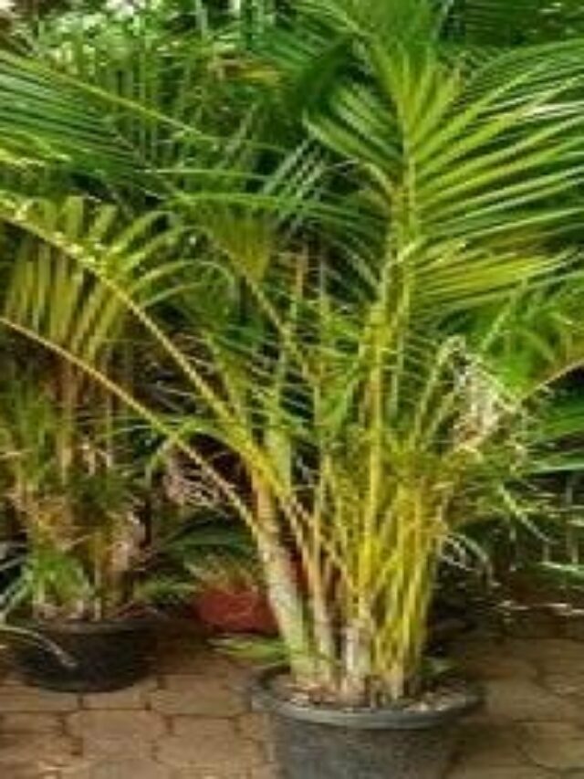 5 Plants Release Most Oxygen: ये 5 पौधे छोड़ते हैं सबसे ज़्यादा ऑक्सीजन