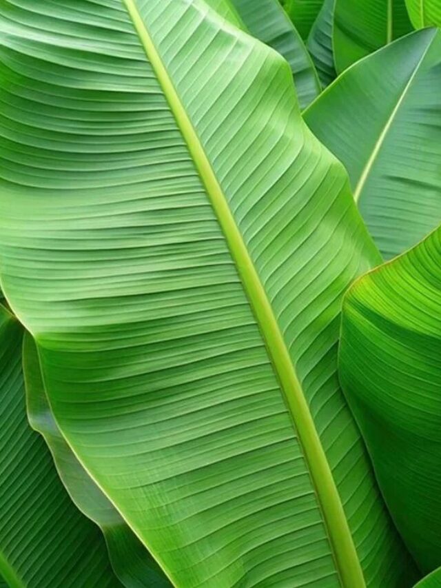 Banana Leaves: सेहत का खजाना है केले का पत्ता