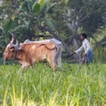 Farmers News : केंद्रीय मंत्री ने लिए किसानों के हित में कई अहम फ़ैसले, देखे पूर्ण जानकारी
