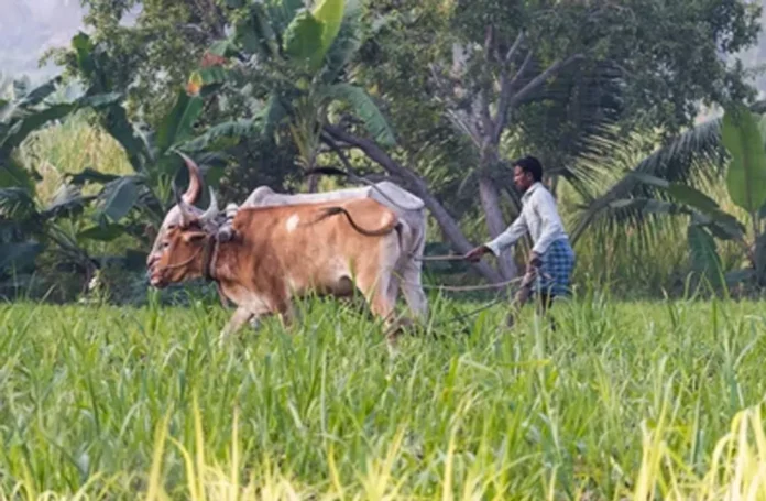Farmers News : केंद्रीय मंत्री ने लिए किसानों के हित में कई अहम फ़ैसले, देखे पूर्ण जानकारी