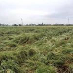 Jind News : बारिश ने किसानों के माथे पर उकेरी चिंता की लकीरें, मंडियों में पड़ा धान भीगा