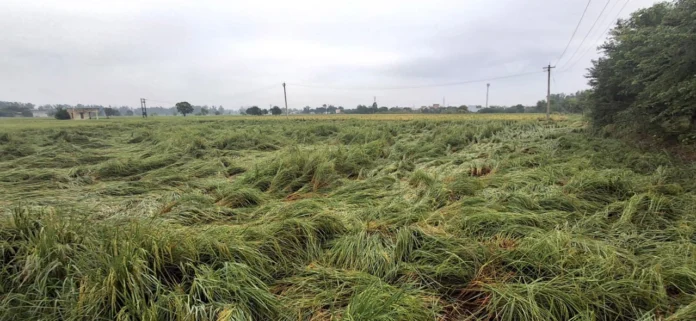 Jind News : बारिश ने किसानों के माथे पर उकेरी चिंता की लकीरें, मंडियों में पड़ा धान भीगा