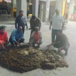 Faridabad News : सिद्धपीठ हनुमान मंदिर द्वारा गोवर्धन पूजा की तैयारियां शुरू