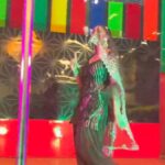 Sapna Choudhary Ka Dance: सपना चौधरी का डांस बना कहर! स्टेज पर मचाया तूफान, एक स्टेप पर बेकाबू हुई भीड़