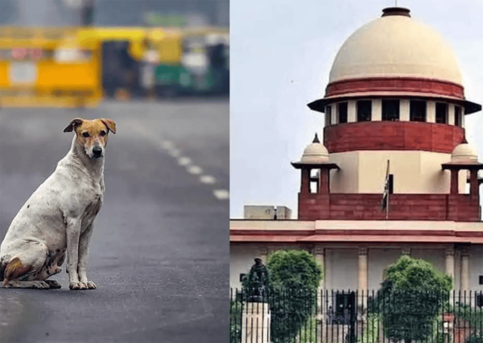 Supreme Court: अवारा कुत्तों के मामले में मुख्य सचिवों को सशरीर कोर्ट में पेश होना होगा Supreme Court