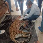 A Male leopard Died In Panipat : नेशनल हाईवे पर अज्ञात वाहन की चपेट में आने से एक नर तेंदुए की मौत 