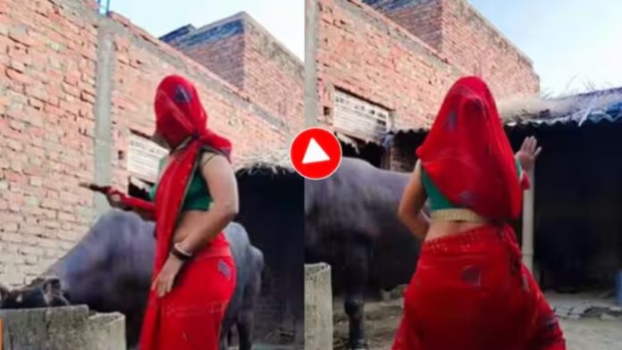 Bhabhi Dance Video: भैंस को चारा डालते ही भाभी में आया डांस का तूफ़ान, 15 सेकंड में कर दिया पूरा इंटरनेट फिदा