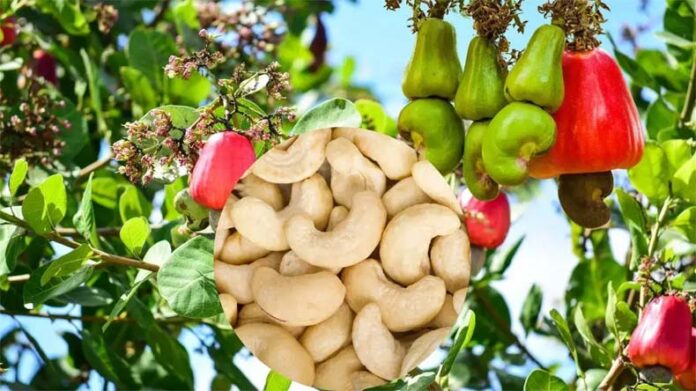 Cashew Farming: काजू की खेती के लिए जून से दिसंबर का समय बेस्ट Cashew Farming: काजू की खेती के लिए जून से दिसंबर का समय बेस्ट