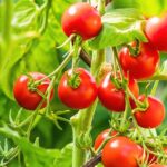 Cherry Tomato Farming: गार्डन में उगाएं चेरी टमाटर