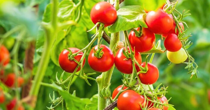Cherry Tomato Farming: गार्डन में उगाएं चेरी टमाटर