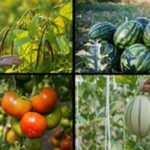 Crops Farming: हर मौसम में उगाई जा सकती हैं ये 10 फसलें